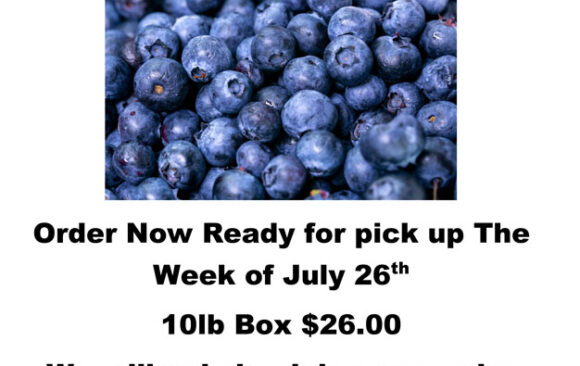 Blueberries Are Coming to The LightHouse Thrift Store