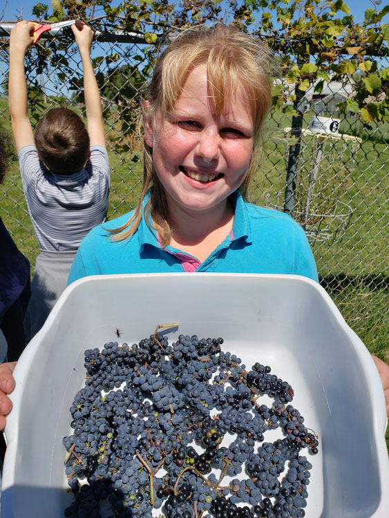 Petersen Adventist School Makes Grape Juice for Communion